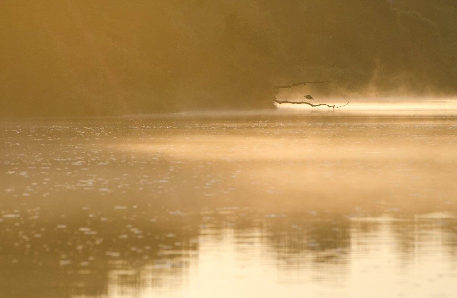 природа птица цапля река упа якшино, Михаил Агеев