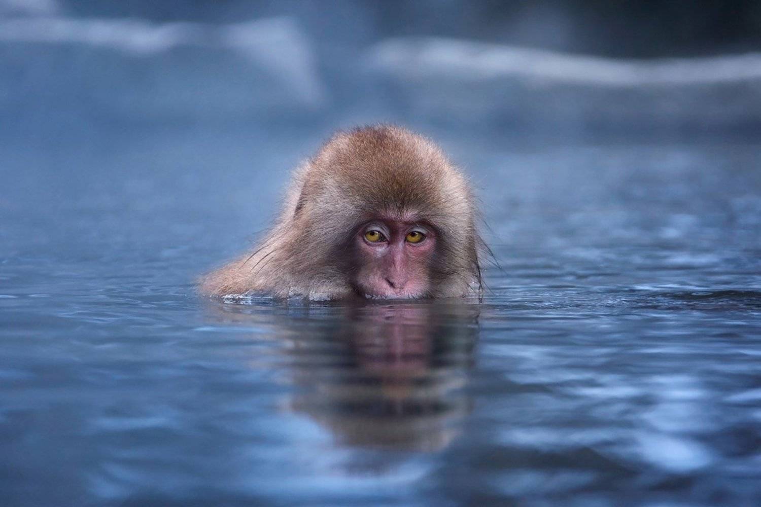 япония, обезьяна, Slavado