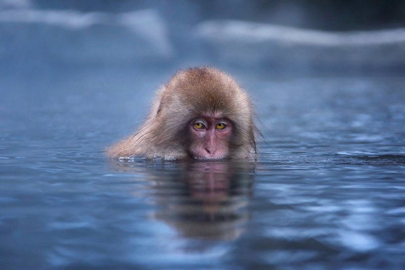 япония, обезьяна Холодно мне… холодно… фото превью