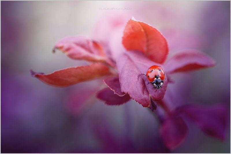 весна, апрель, насекомые, букашки, макро Я вижу тебя. Апрель СКФО. 2017 фото превью
