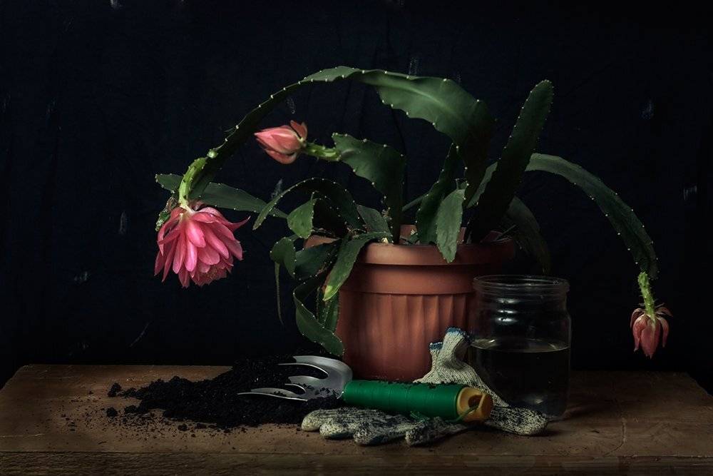 цветок, цветочный горшок, растение, александр