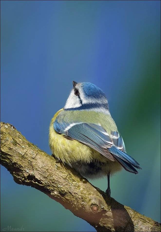 лазоревка, Андрей Медведев