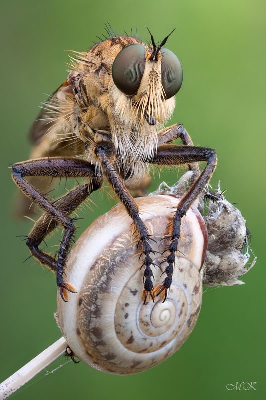 ктырь, robber fly, asilidae Серый Брат фото превью