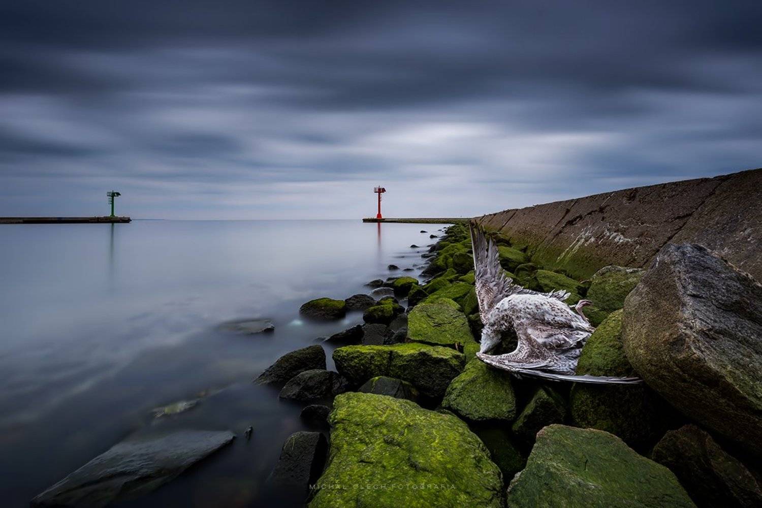 jastarnia, poland, seagull, death, baltic sea, польша, балтийское море, Michał Olech