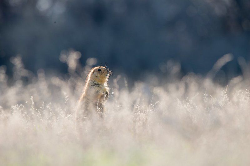 суслик,животные,фотоохота Суслик фото превью