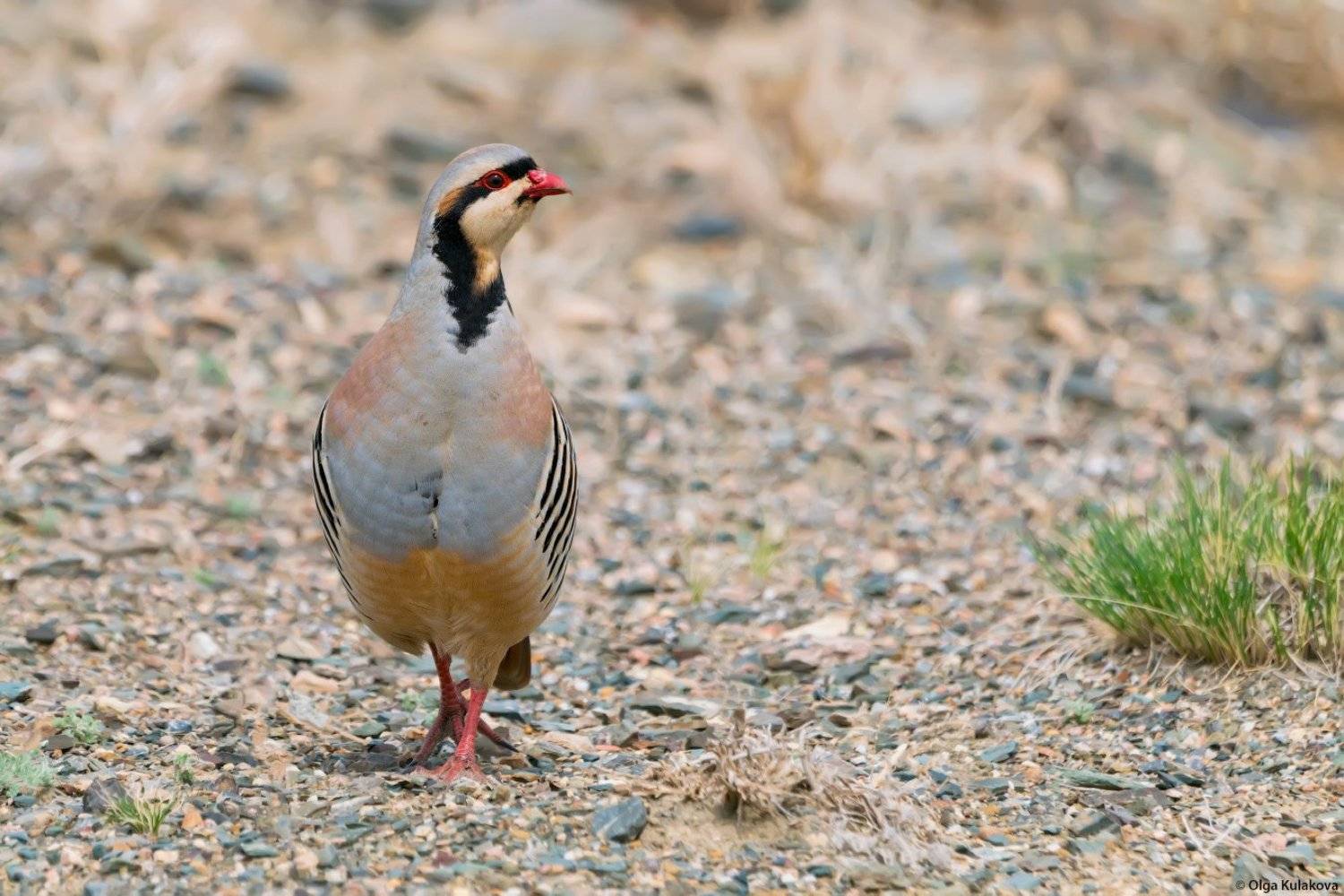 , Ольга Кулакова
