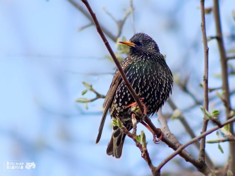 *** фото превью