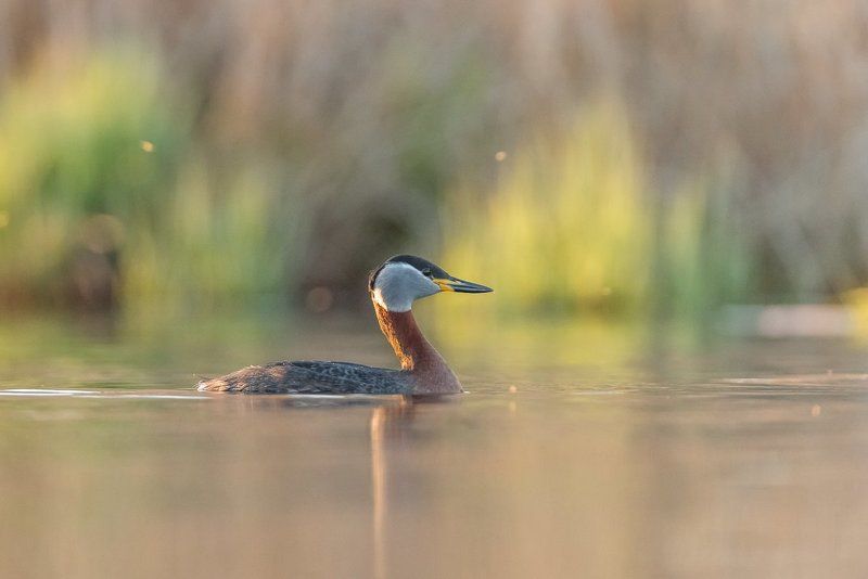 red-necked grebe; Podiceps grisegena; Birder\'s Corner; Birds The red-necked grebe (Podiceps grisegena) фото превью