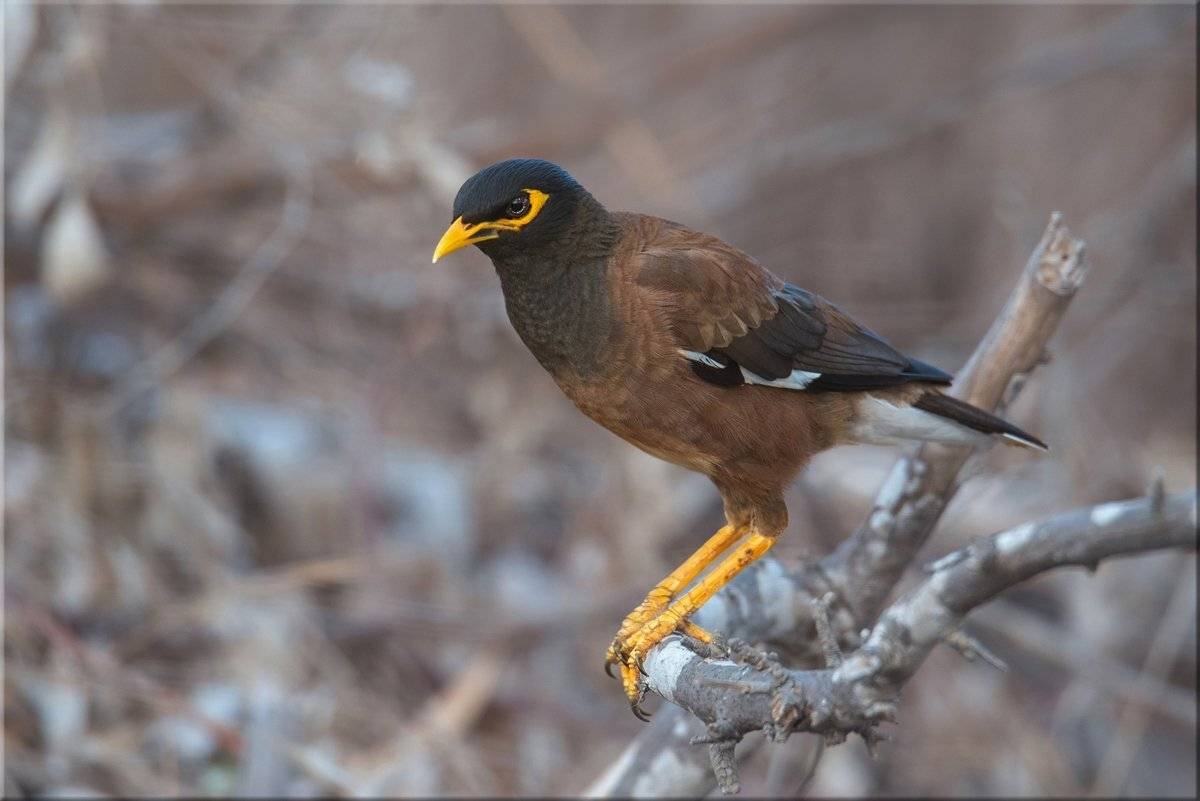 майна, лето, Людмила Бекман