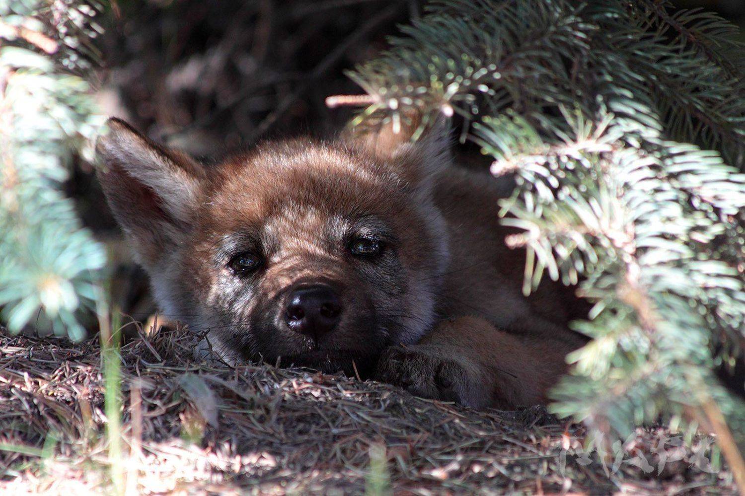 животные волчонок лето, Шангареев Марс
