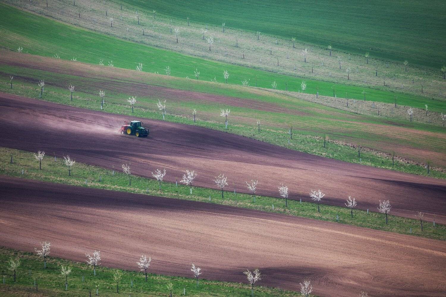 моравия, весна, дерево, трава, green, трактор, вишня, цветение, Марина Маликова