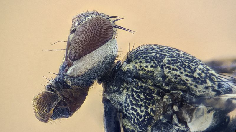 Муха фото превью