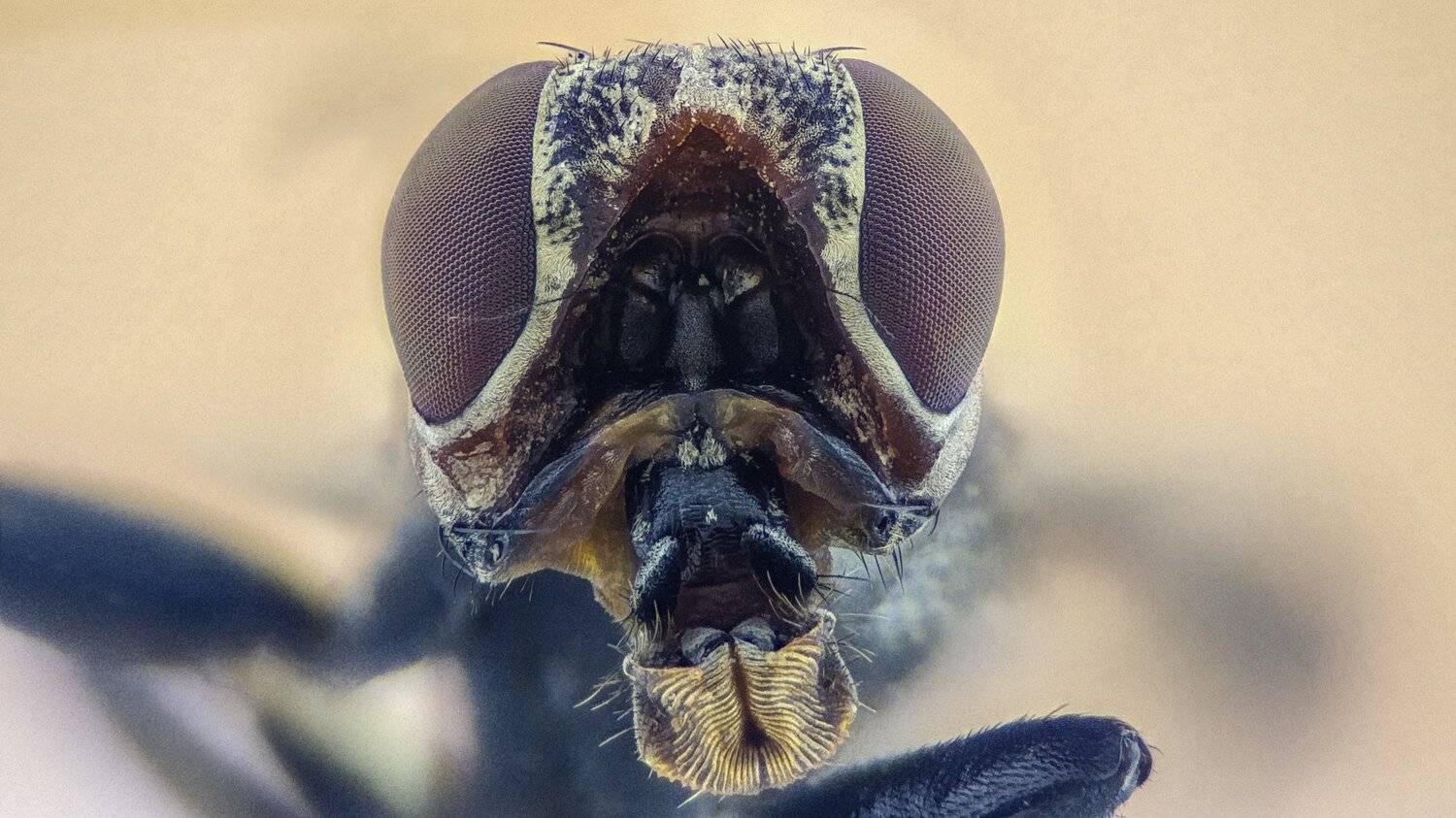 ceclii,macro,lgg4, extremmacro,  макро, Tsvetan Ganev