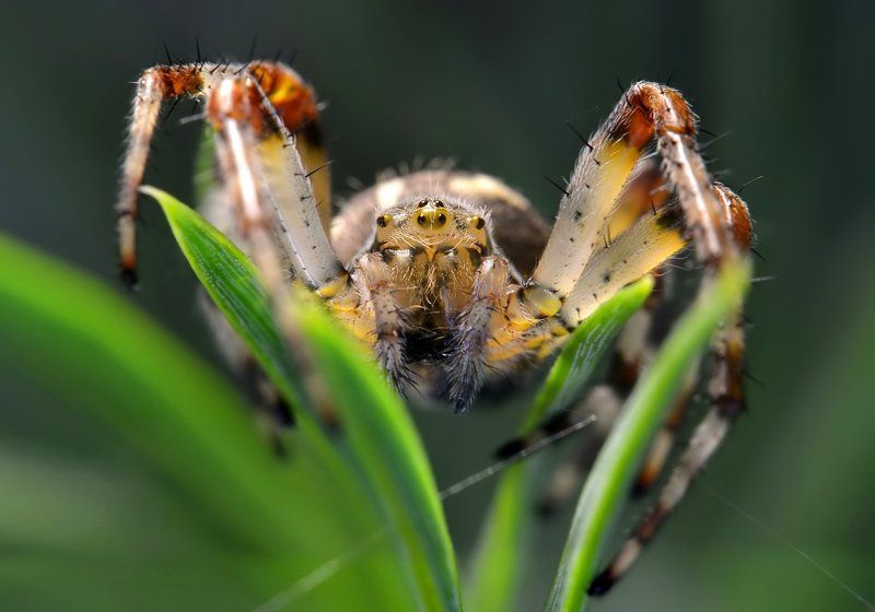В засаде. Портрет крестовика фото превью