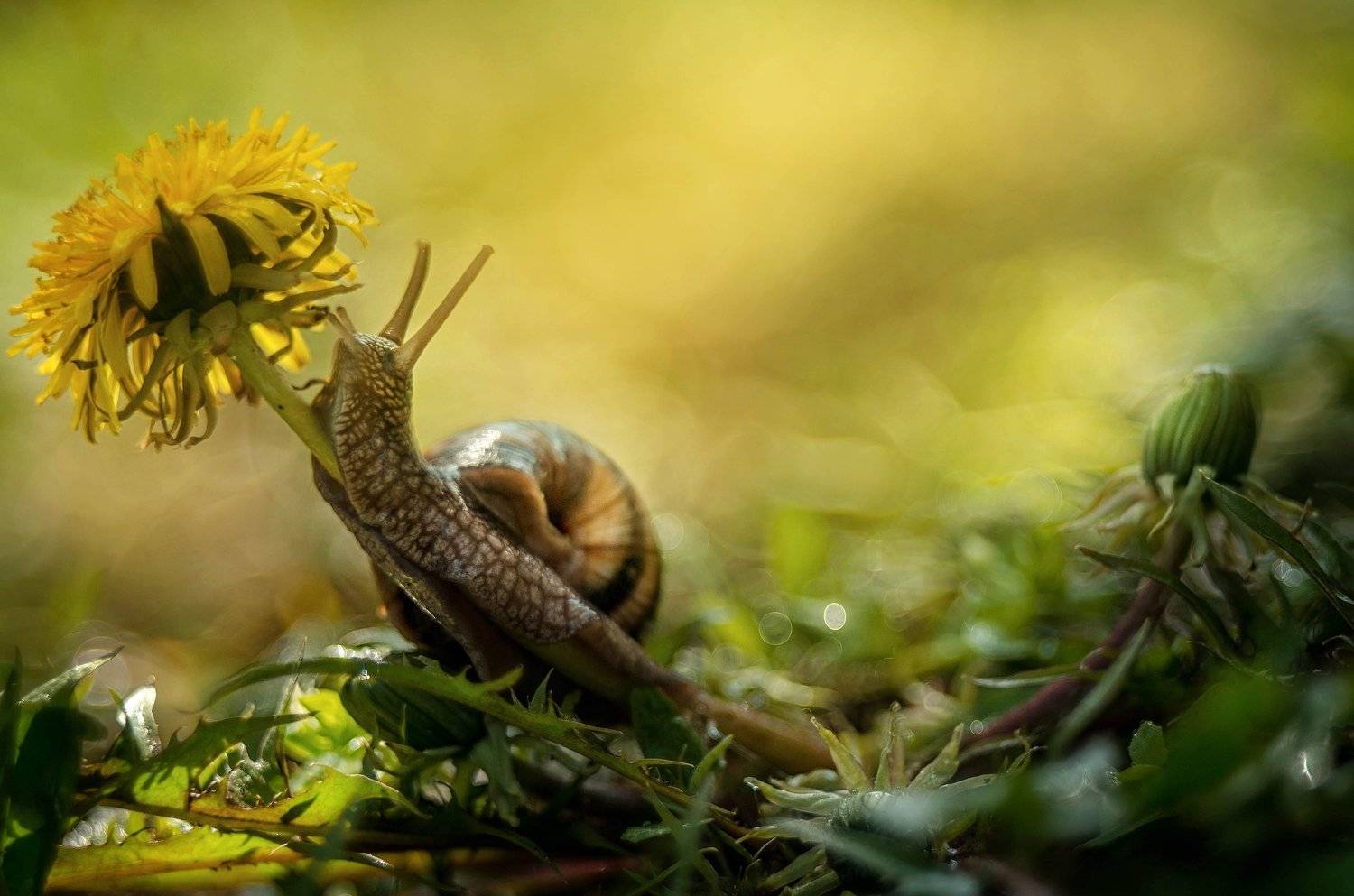 , Лилия Немыкина