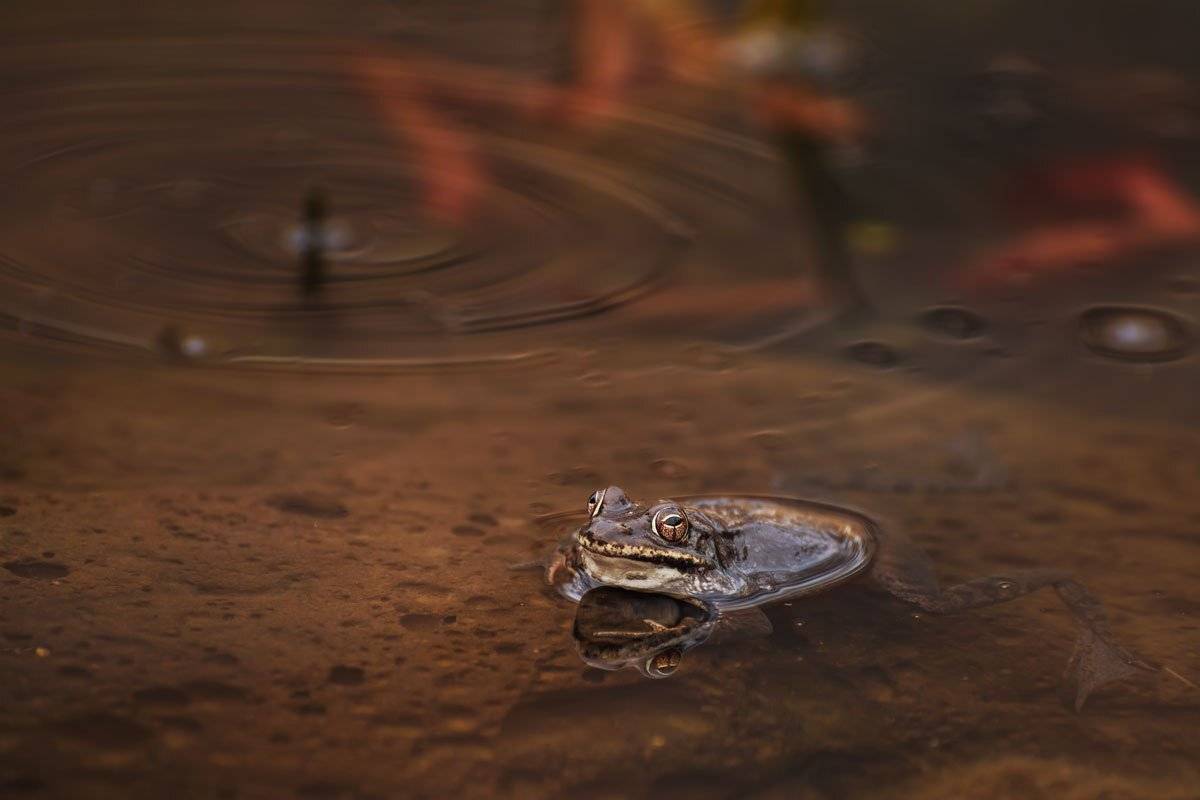 , Шинкарева Елена