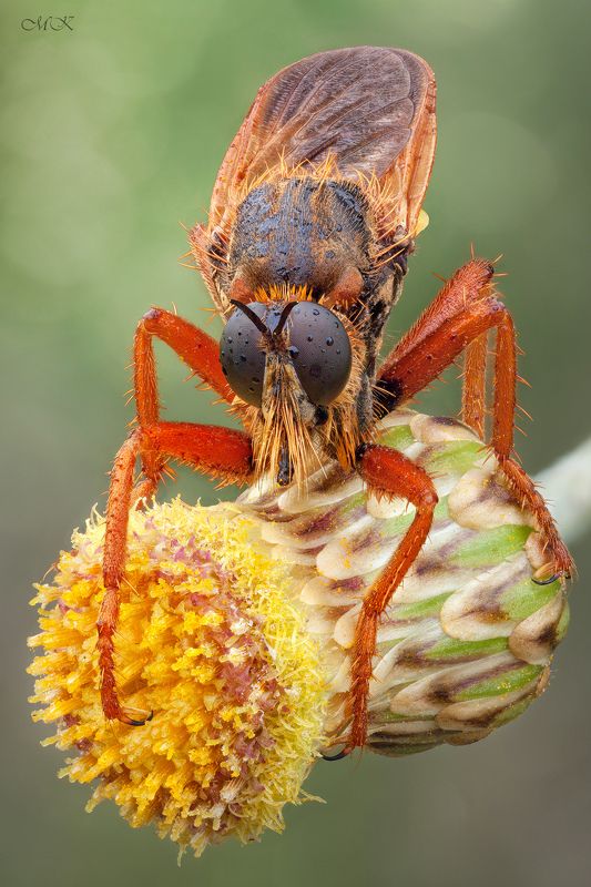ктырь, robber fly, asilidae Рыжий Брат фото превью