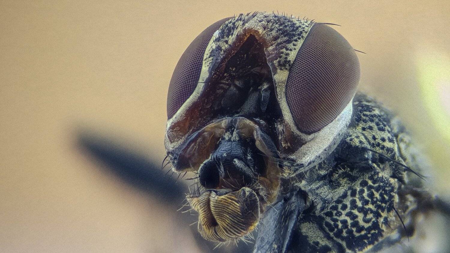 ceclii,macro,lgg4, extremmacro,  макро, Tsvetan Ganev