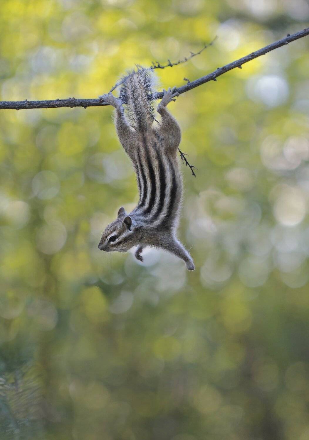 якутия, нерюнгри, бурундук, Евгения Левина