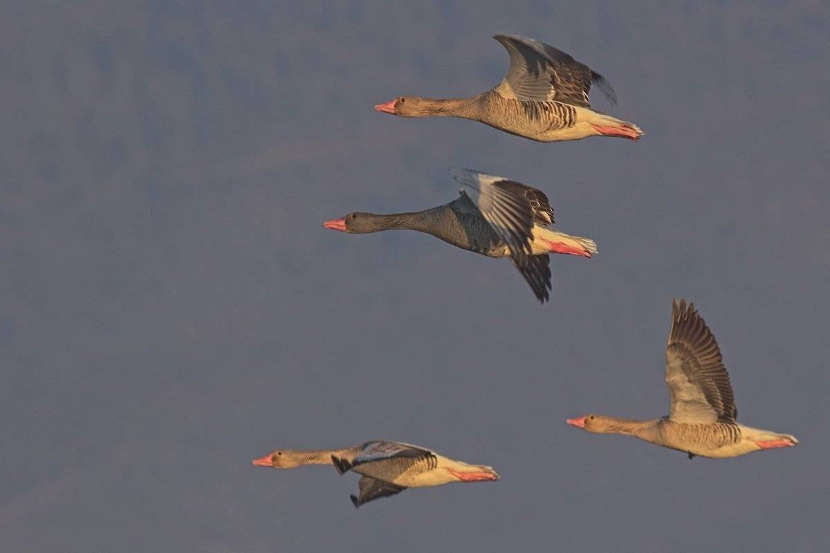 , Георги Славов