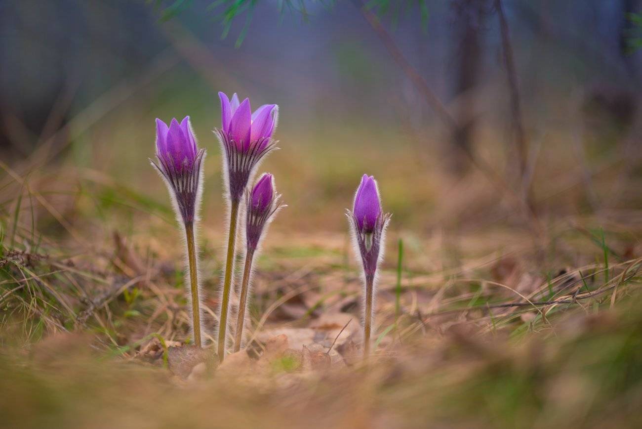 сон-трава, прострел, Галанзовская Оксана