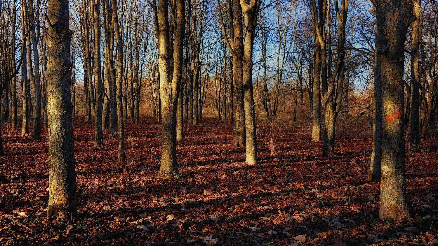 осень вечер закат природа пейзаж последнее тепло, Serj Master