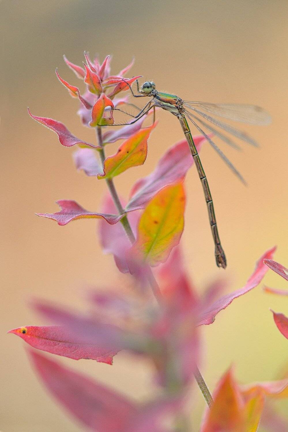 , Кузнецов Дмитрий