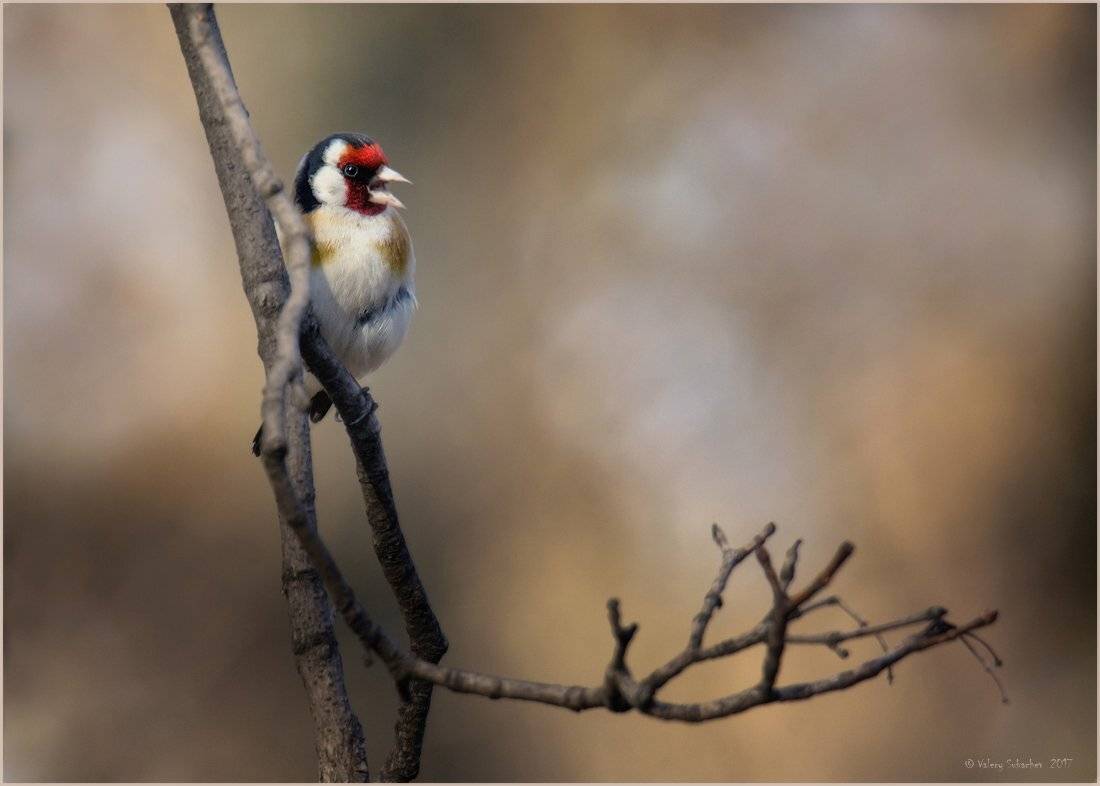 , Валерий Субачев