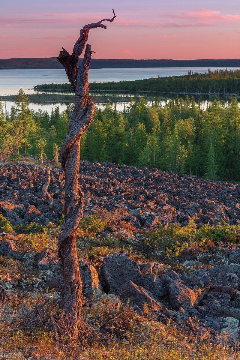 путорана, красноярский край, лиственница, рассвет, курумник, курейка, курейское водохранилище, Кирилл Уютнов