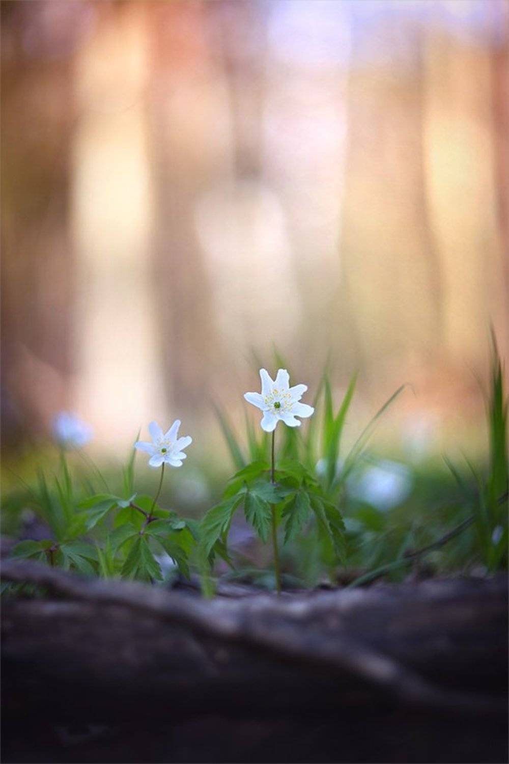 , Наталья Ова