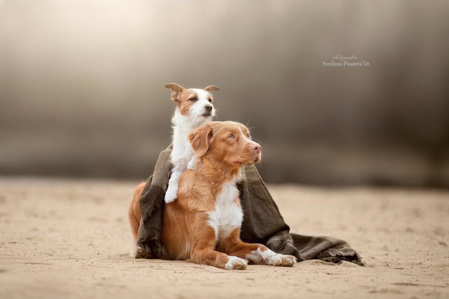 собаки, друзья, осень, Светлана Писарева