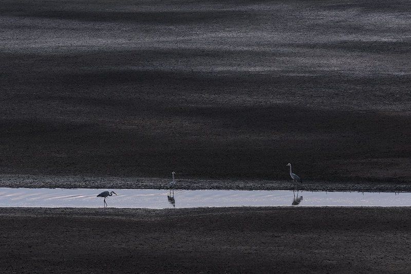 серая, цапля На рыбалке фото превью