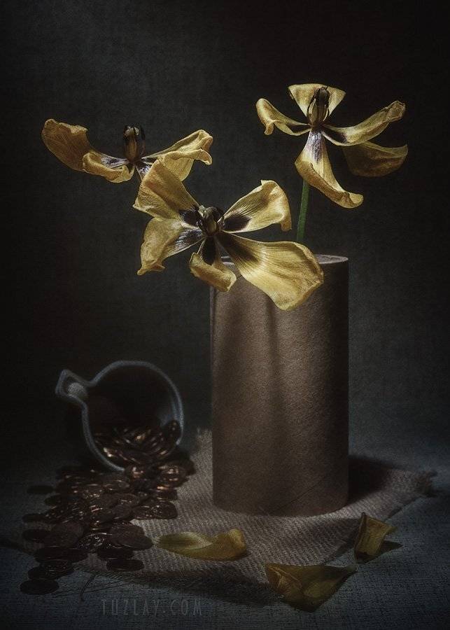 тюльпаны, увядание, монетки, Владимир Тузлай