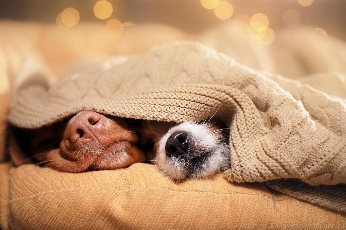 Собака, собаки, уютный, носик, Анна Аверьянова