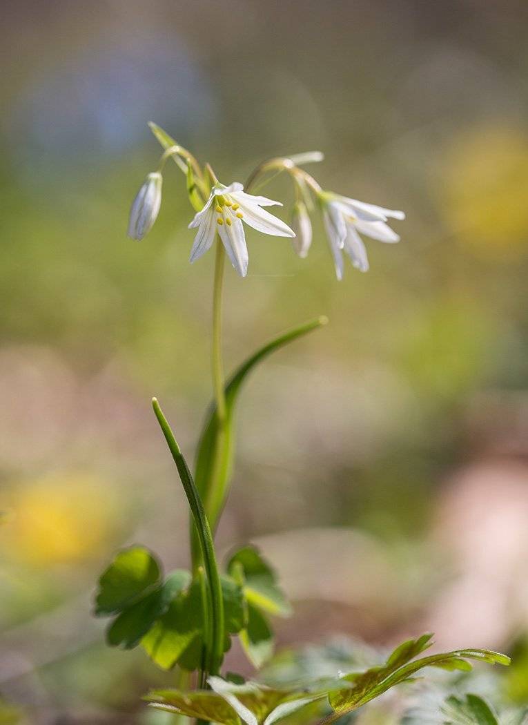 ллойдия, трехцветковая, Евгений Слободской