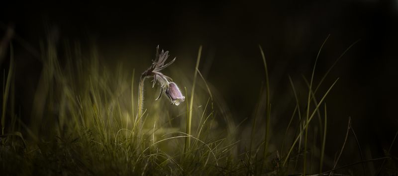 Small Pasque Flower фото превью