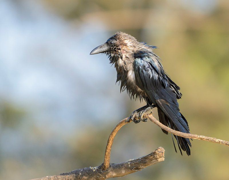 большеклювая ворона после купания фото превью