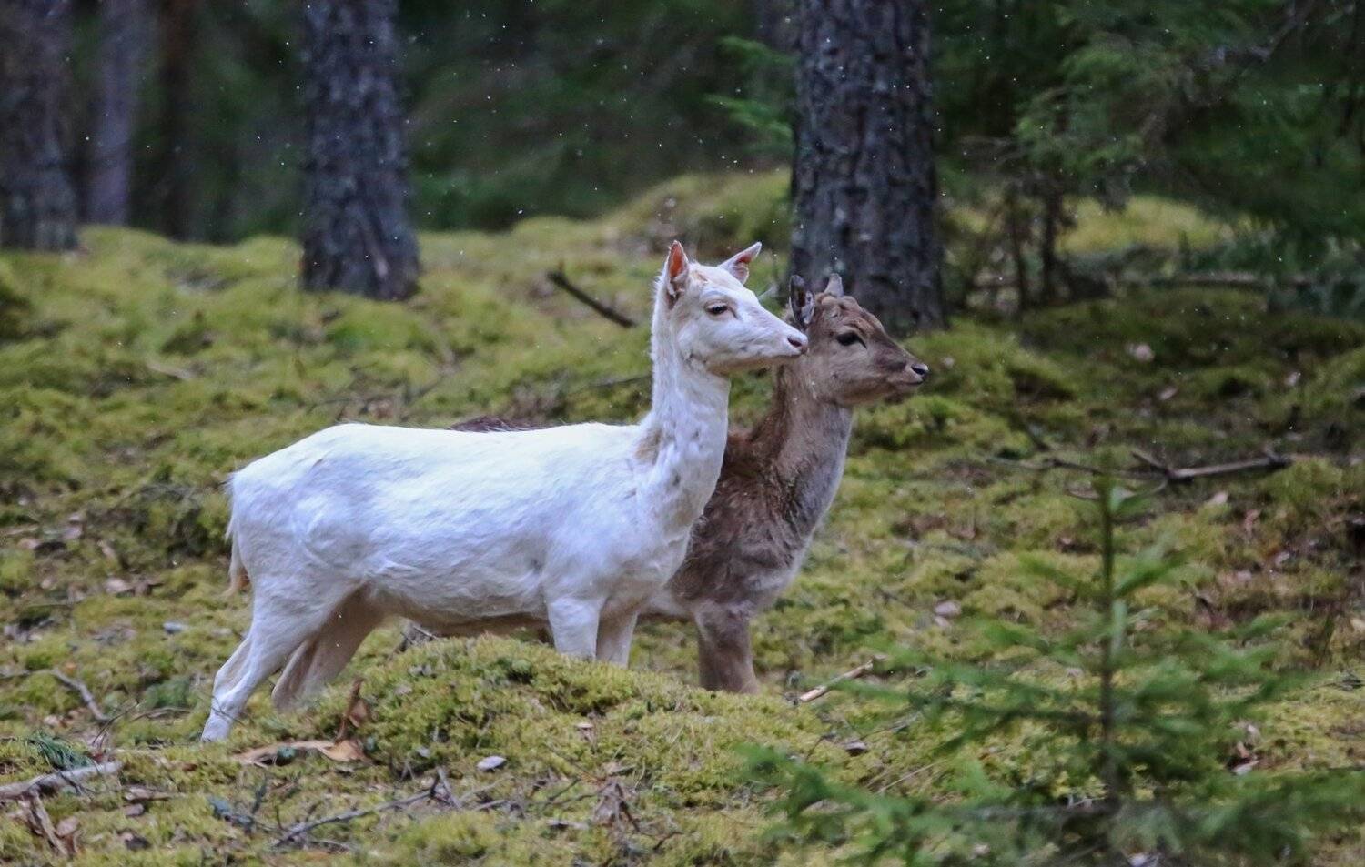 , Андрей Шимчук