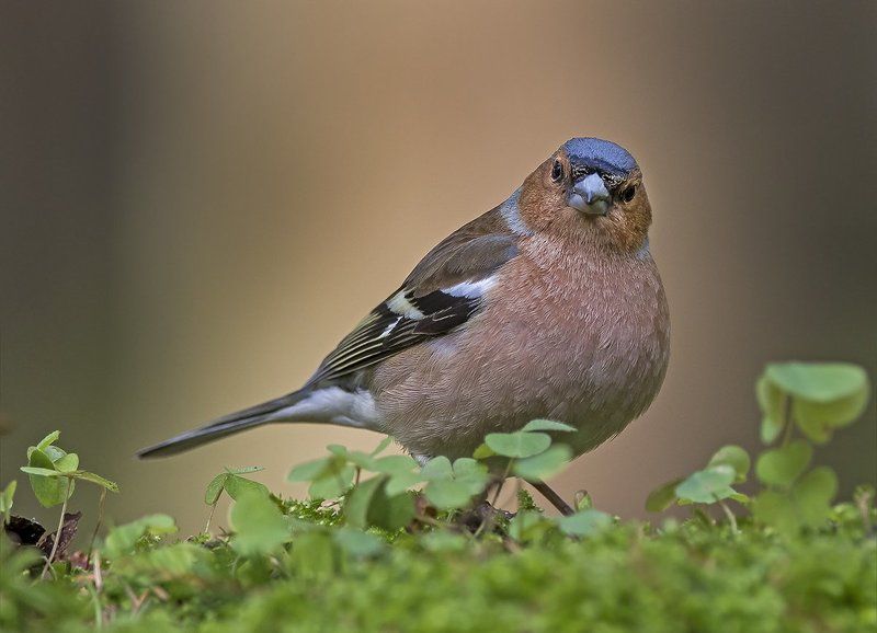 Зяблик фото превью