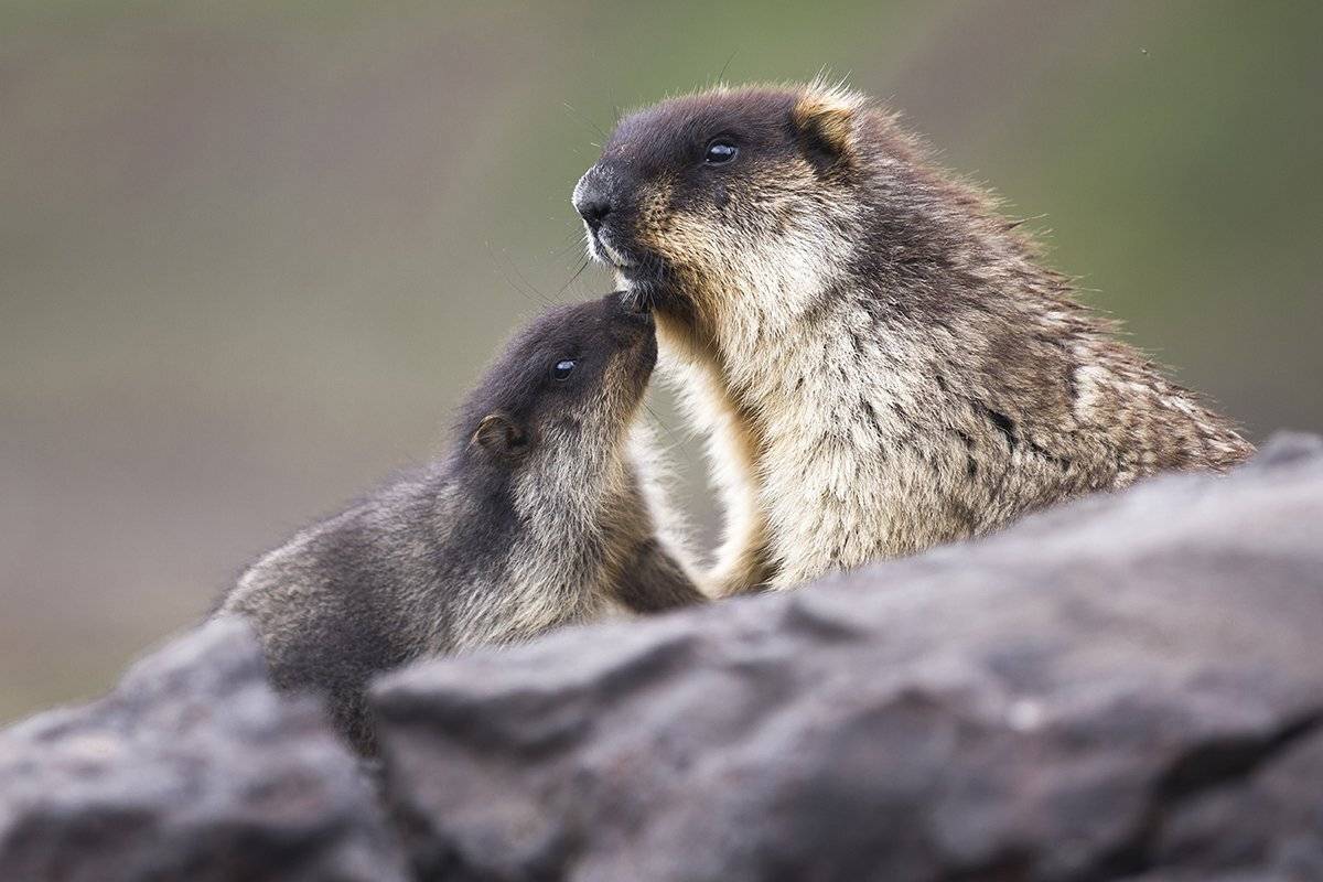 , Андрей Ершов