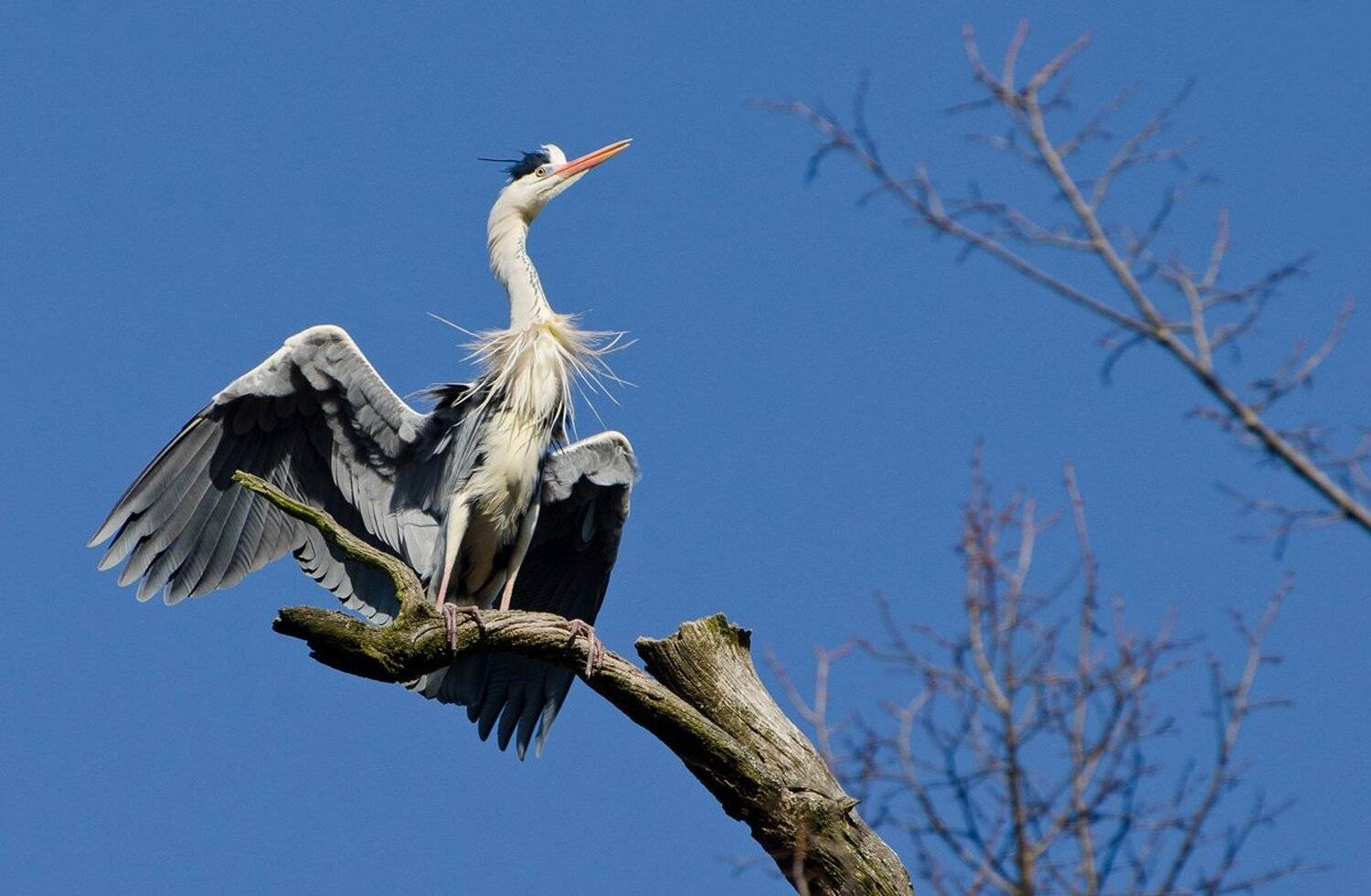птица серая цапля, Михаил Агеев
