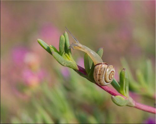 Я погадаю тебе по ладошке