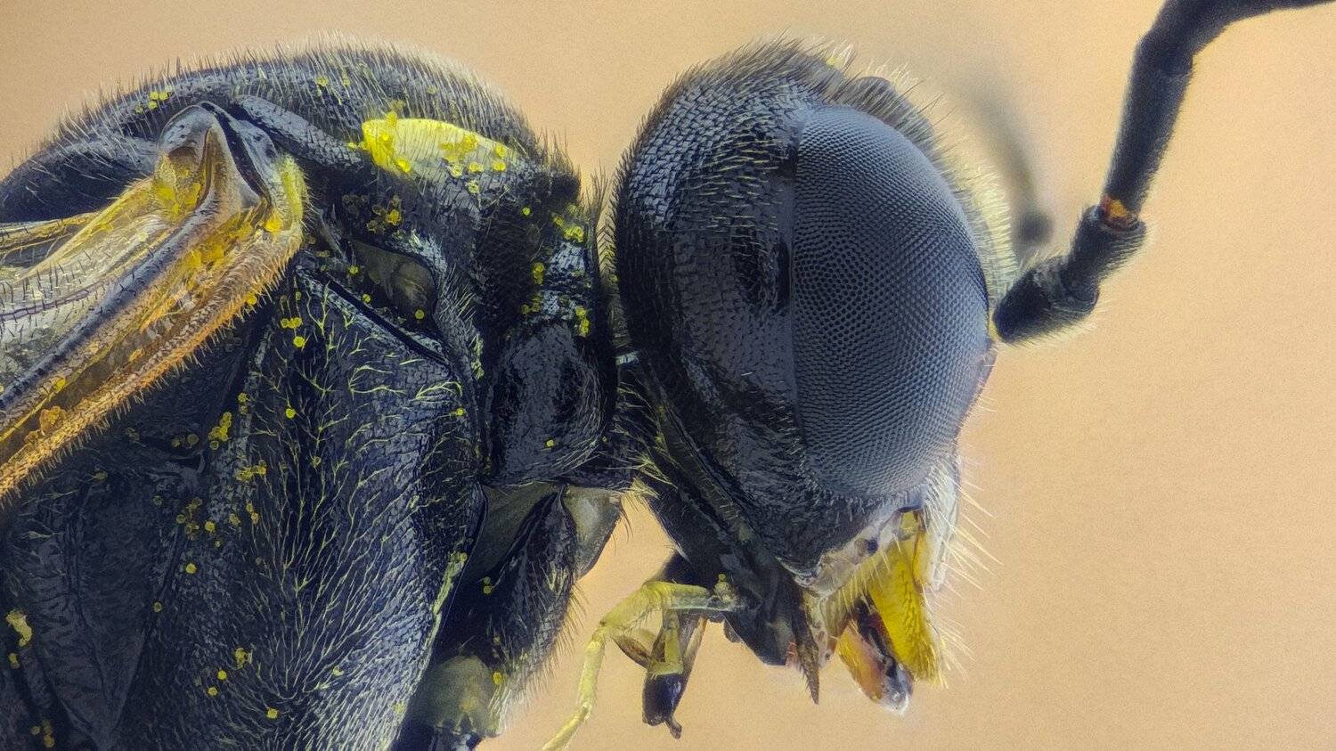 ceclii,macro,lgg4, extremmacro,  макро, Tsvetan Ganev