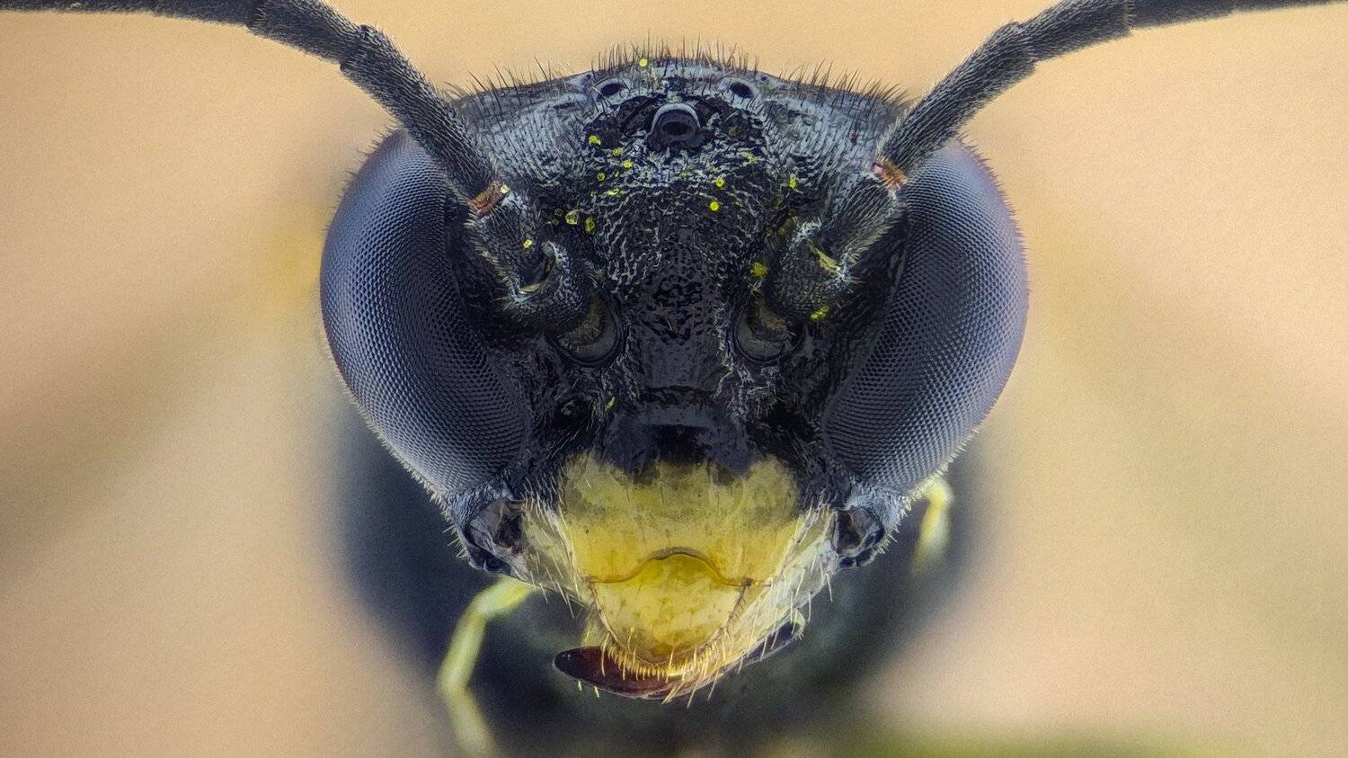 ceclii,macro,lgg4, extremmacro,  макро, Tsvetan Ganev