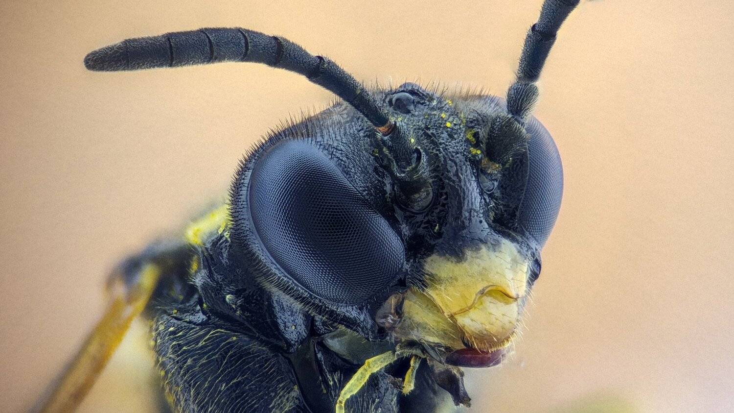 ceclii,macro,lgg4, extremmacro,  макро, Tsvetan Ganev