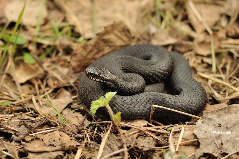 змея, гадюка, весна гадюка фото превью