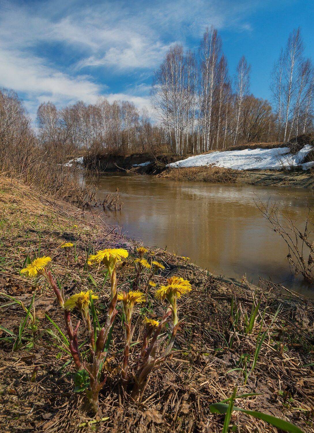 #алтай, #сибирь, #siberia, #павел_филатов, #pavel_filatov, #filatovpavelaltai, #река, #троицкий_район, #алтайский_край, #altai_krai, #весна, #spring, #большая_речка, #мать_и_мачеха, Павел Филатов