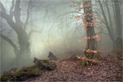 Мистический лес 5