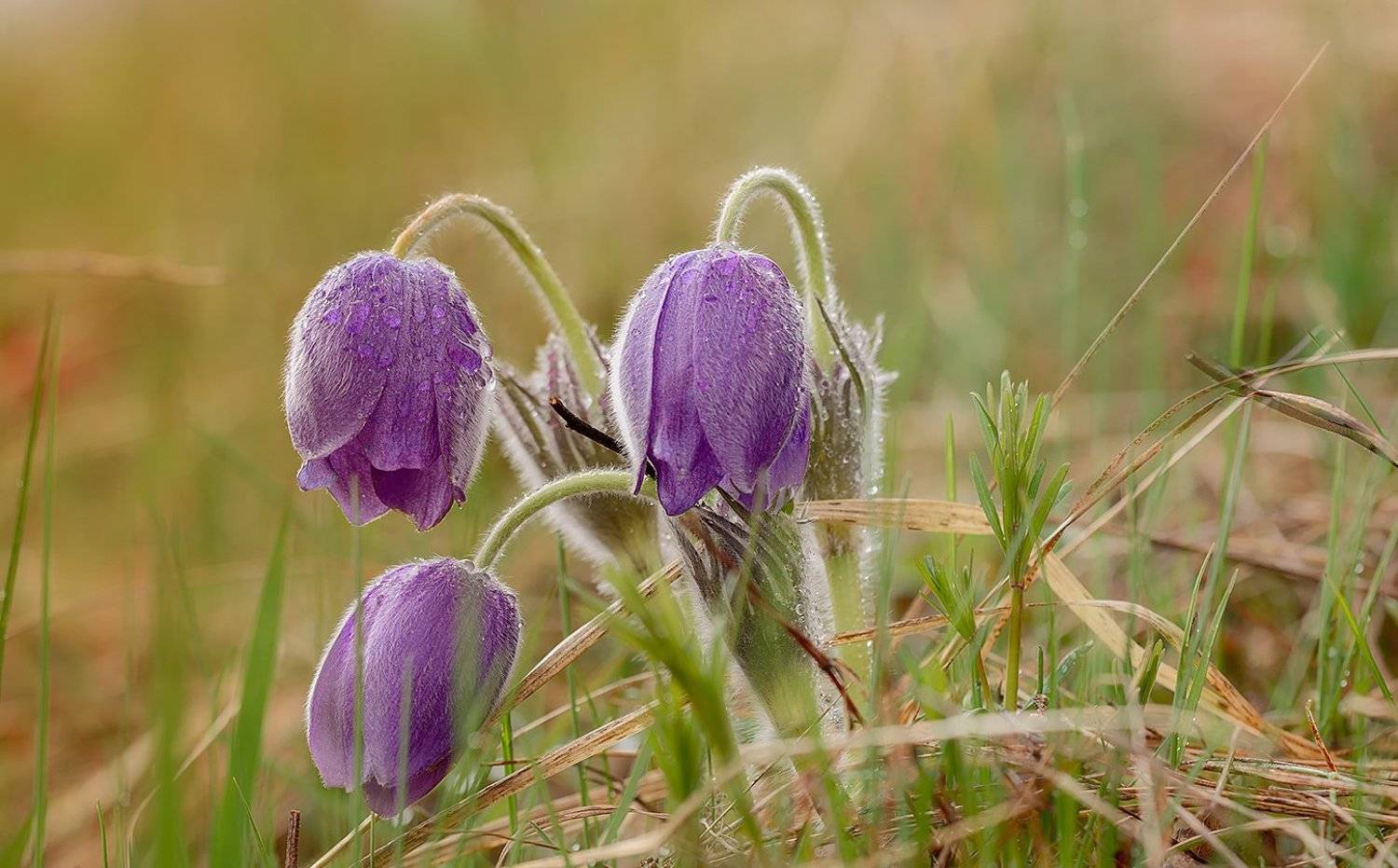 , Анатолий Зверев