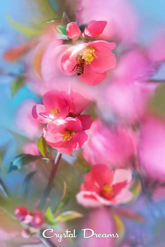 crystal dreams, macro, spring, color, art, nature, bee \